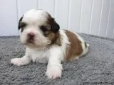 Pure Breed 100% Parti Color Toy Shih Tzus puppies adorable