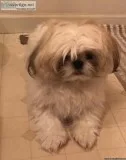 AKC Shih Tzu 11months