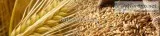 Liquid MAlt Extract Barley Malt Grain Barley Malt