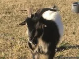 3 bucks and a 1 month old baby Nigerians