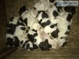 English Springer Spaniel Pups for Sale