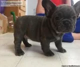 French Bulldog Puppies for Sale