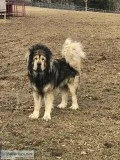 Tibetan Mastiff Breeding Pair