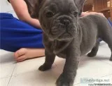 French Bulldog Puppies for Sale