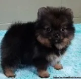 Lovely cute healthy Pomeranian puppies