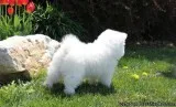 Akc Purebred Samoyed Puppies
