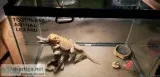 Fancy golden bearded dragon