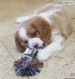 cavaliar king charlse puppies