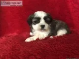 Malshi Puppies