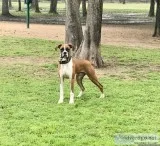 Boxer