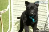 AKC Black Germany Shepherd Pups