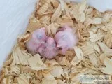 Black-headed Caique Babies for Sale in So Florida