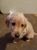 AKC Registered Golden Retrievers