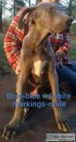 Akc Great Dane puppies