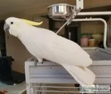 Sulphur Crested Cockatoo available