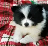 male Pomeranian puppies