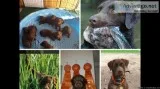 CHOCOLATE LABRADOR AKC POINTING PUPS
