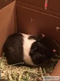 Male Guinea Pig