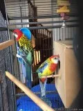 Western Rosella breeding pair  cage