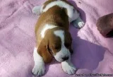 AKC Beautiful Basset Hound Female