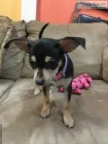 Chihuahuas  puppies for sale