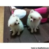 Akc and vaccine pomeranians