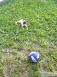 playful pug for sale