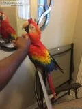 Scarlet macaw girl talks and laughs