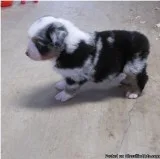 Australian Shepherd Puppies For Sale.