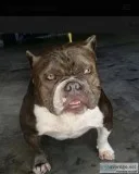 Miagi Daughter
