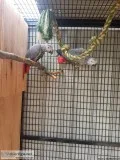 Friendly Congo African Grey Breeding Pair With Cites
