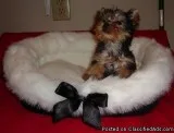 Male and Female Yorkshire Terrier