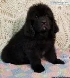 Newfoundland Puppy For Sale - Champion Sire Black Female