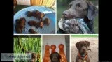 CHOCOLATE LABRADOR AKC POINTING PUPS