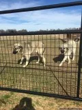 ANATOLIAN SHEPHERDS FOR SALE