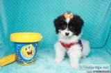CUTE Teacup and Toy Puppies For Sale in Las Vegas Area