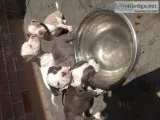Very cute pups