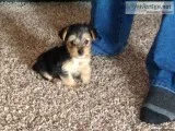 Morkie female puppy for sale