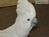 Sweet talking cockatoo bird ready with cqge now