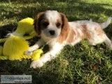 cavalier king charles puppies