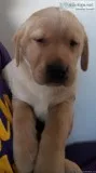 Akc lab pups