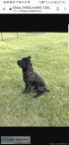 Cane Corso puppies