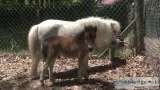 Miniature Horses for Sale