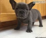 French Bulldog Puppies for Sale