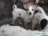 Fox  rat Terrier puppies