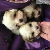 Sweet and Tiny Yorkie designer breed toys