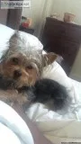 Yorkie-poo for sale