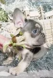Stunning French Bulldog Puppy Available Now