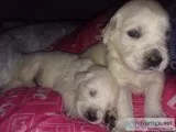  Irish cream Retrievers for sale 
