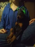 Doberman puppies